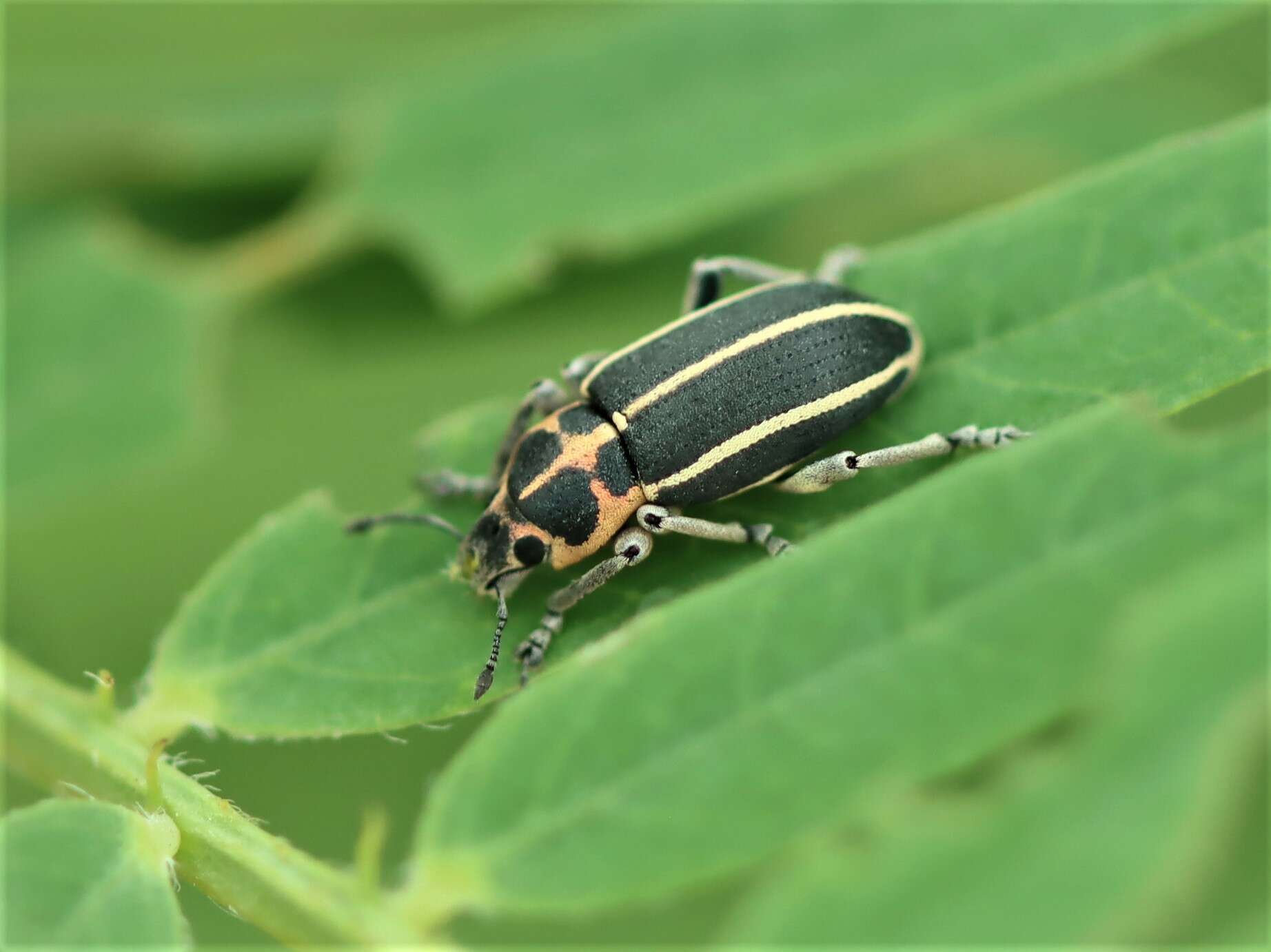 Image of Eudiagogus maryae Warner 1979