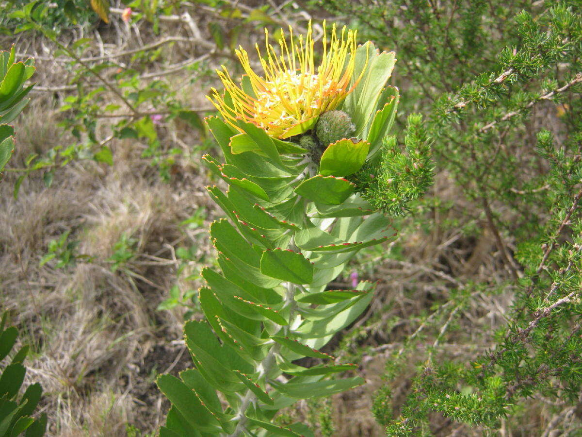 Image of Leucospermum praecox Rourke