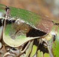 Image de Anonconotus ligustinus Galvagni 2002