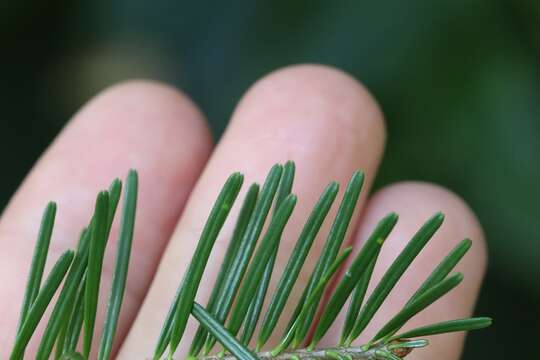 Image of Hinggan Fir