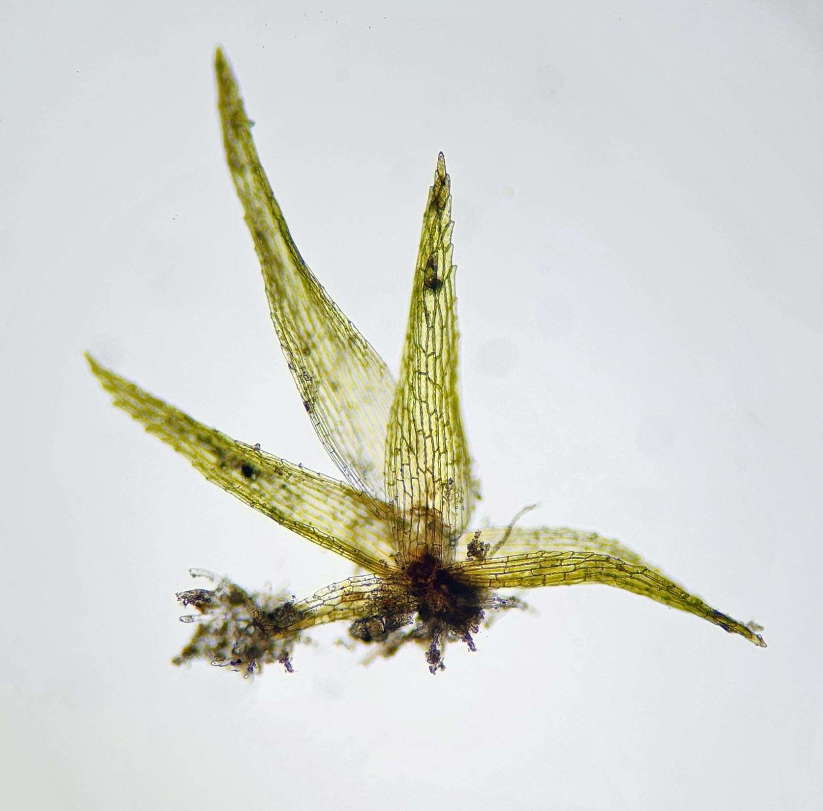 Image de Micromitrium tenerum Crosby 1968