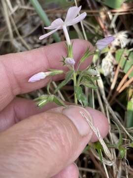 Image of Hentz's phlox