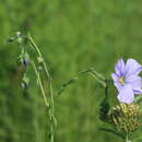 Image of Linum amurense Alef.