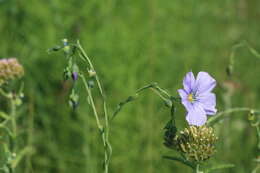 Linum amurense Alef. resmi