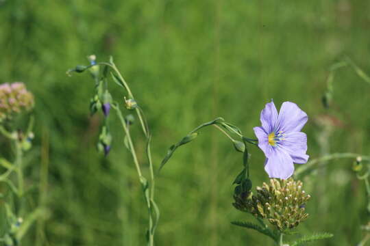 Слика од Linum amurense Alef.