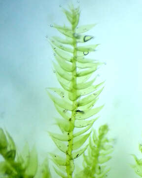 Image of herzogiella moss