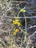 Image of Acmispon watsonii