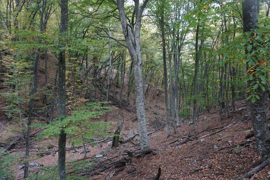 Image of Fagus taurica Popl.