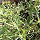 Image of Dianthus laricifolius Boiss. & Reuter