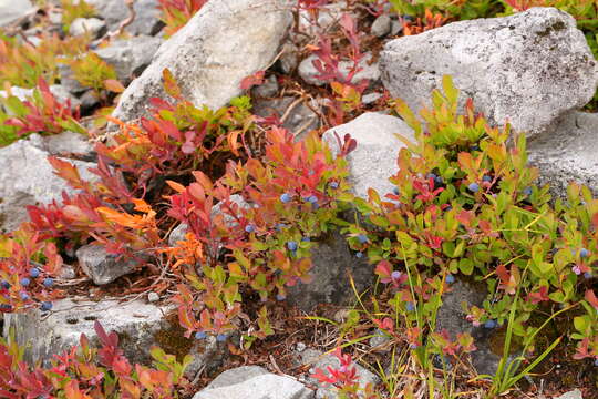 Image de Vaccinium deliciosum Piper