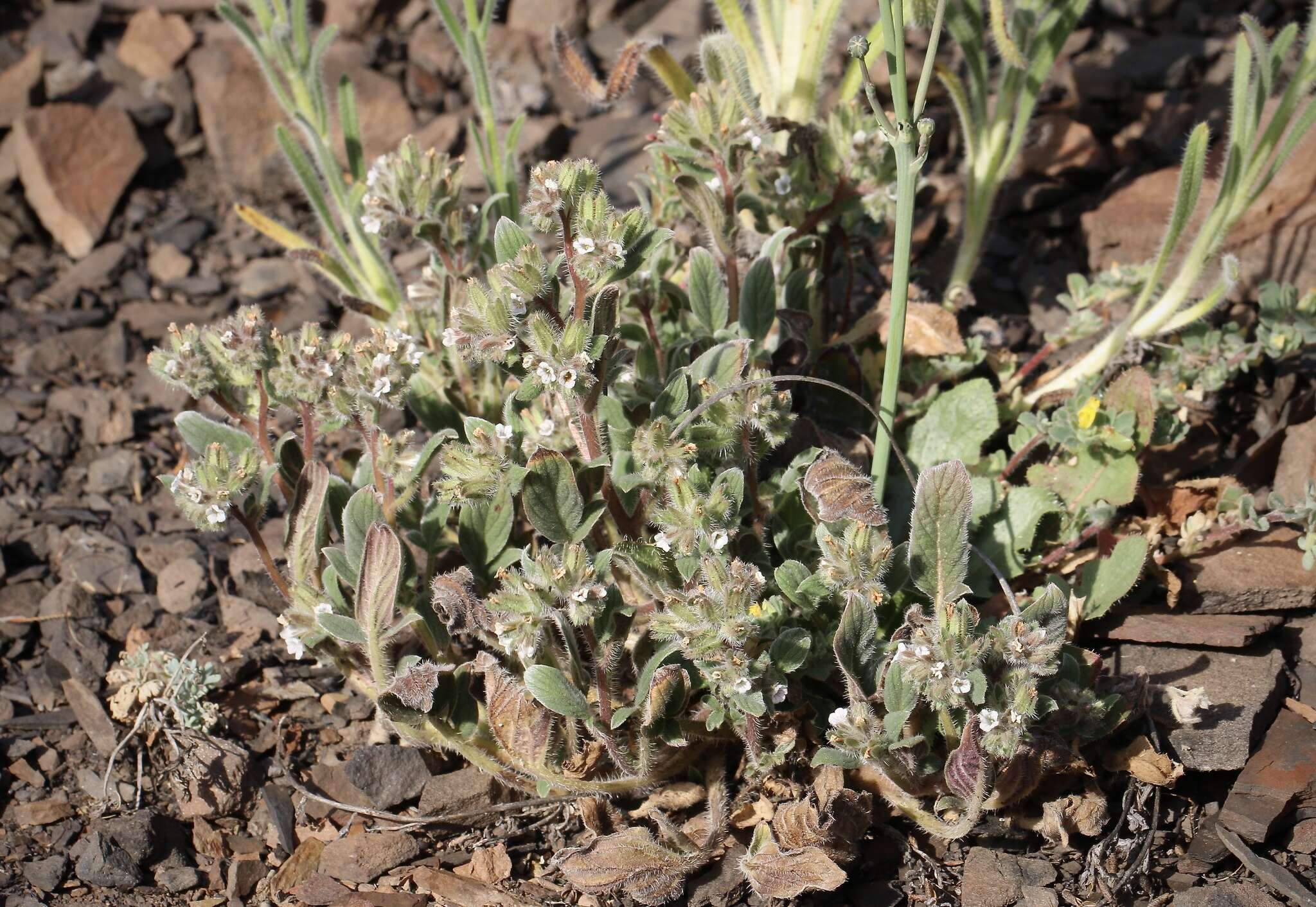 Image of Mt. Diablo phacelia