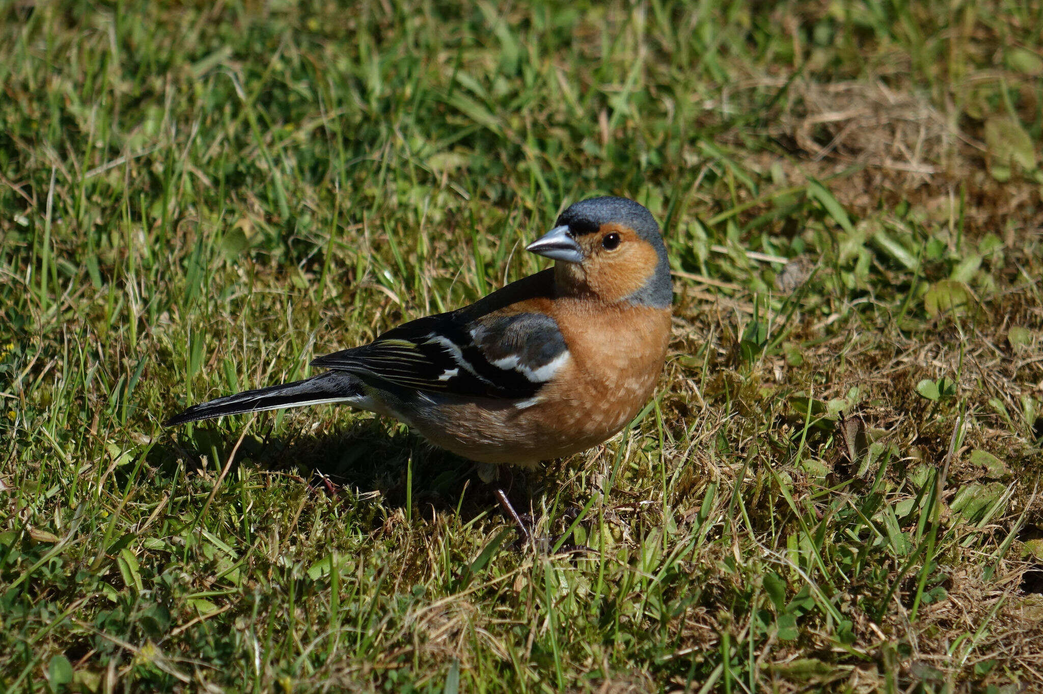 Image of Fringilla coelebs gengleri Kleinschmidt & O 1909