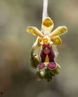 Image of Cottonia peduncularis (Lindl.) Rchb. fil.