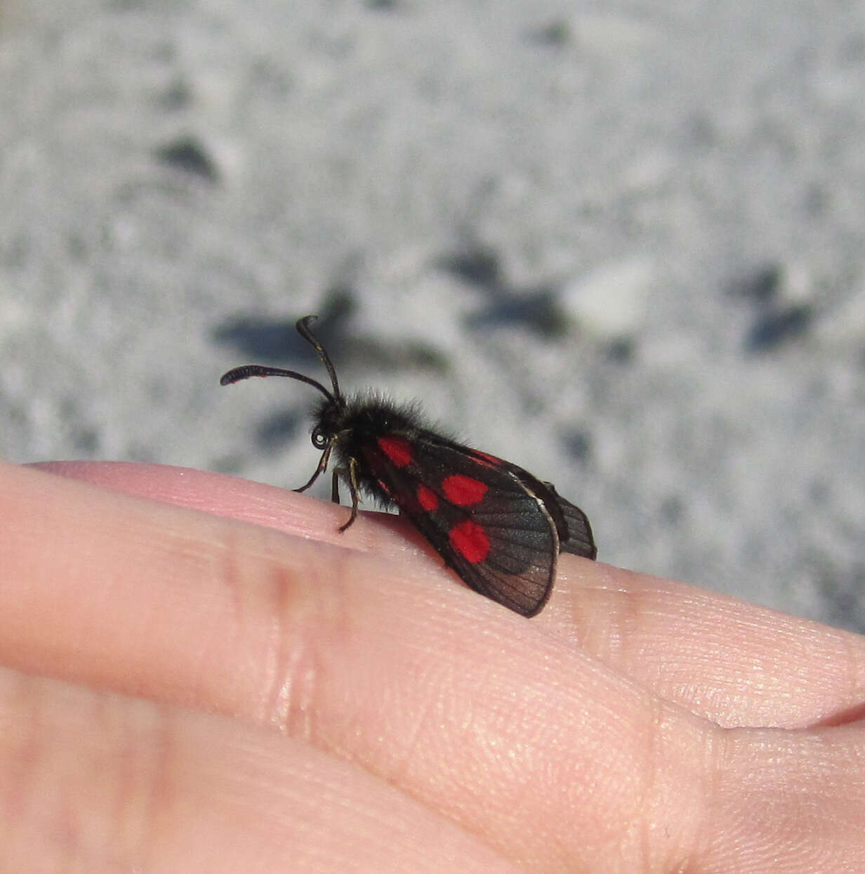 Image of Zygaena exulans Reiner & Hohenwarth 1792