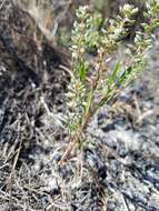 صورة Lepidium oxycarpum Torr. & A. Gray