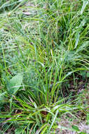 Слика од Juncus planifolius R. Br.