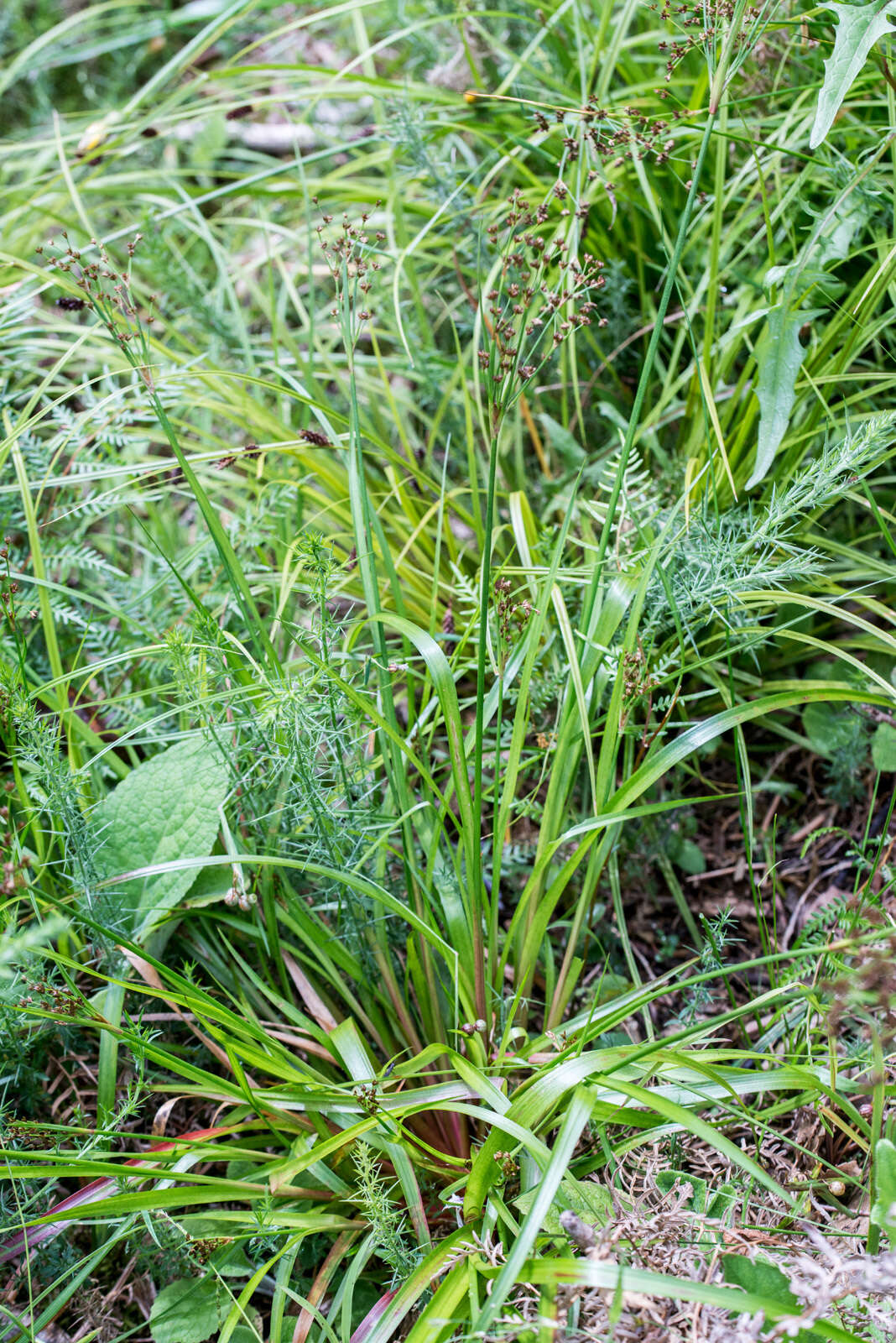 Juncus planifolius R. Br.的圖片