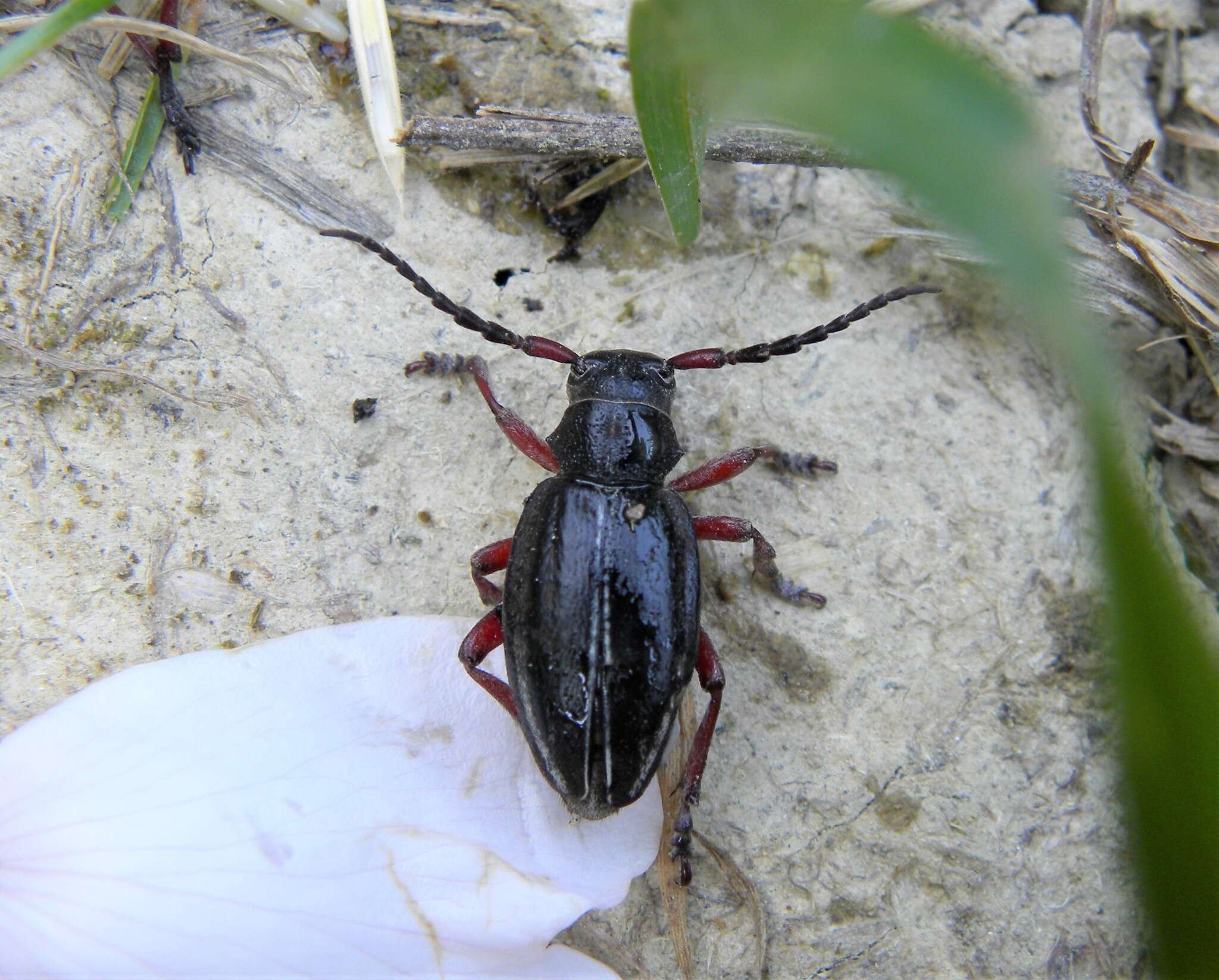 Image of Dorcadion (Cribridorcadion) pedestre (Poda 1761)