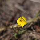 Image of Uvedalia linearis var. lutea (Benth.) W. R. Barker & Beardsley