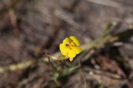 Sivun Uvedalia linearis var. lutea (Benth.) W. R. Barker & Beardsley kuva