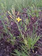 Imagem de Oenothera clelandii W. Dietrich, P. H. Raven & W. L. Wagner