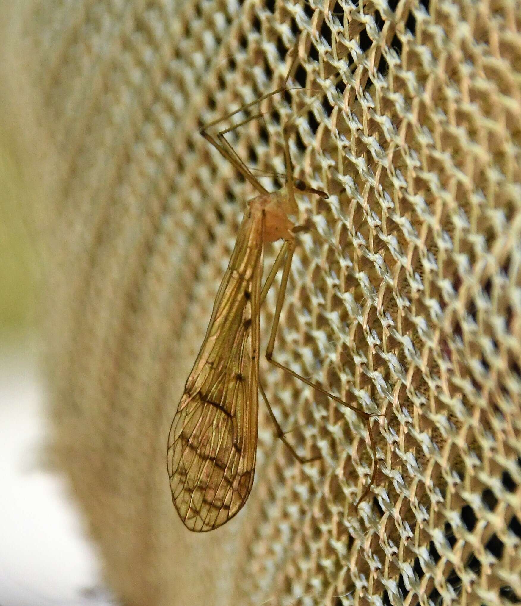 Sivun Bittacus strigosus Hagen 1861 kuva