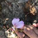 Image of Pelargonium suburbanum subsp. bipinnatifidum (Harv.) Boucher