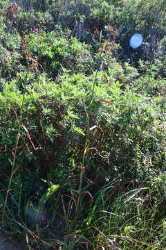 Imagem de Scirpus lushanensis Ohwi