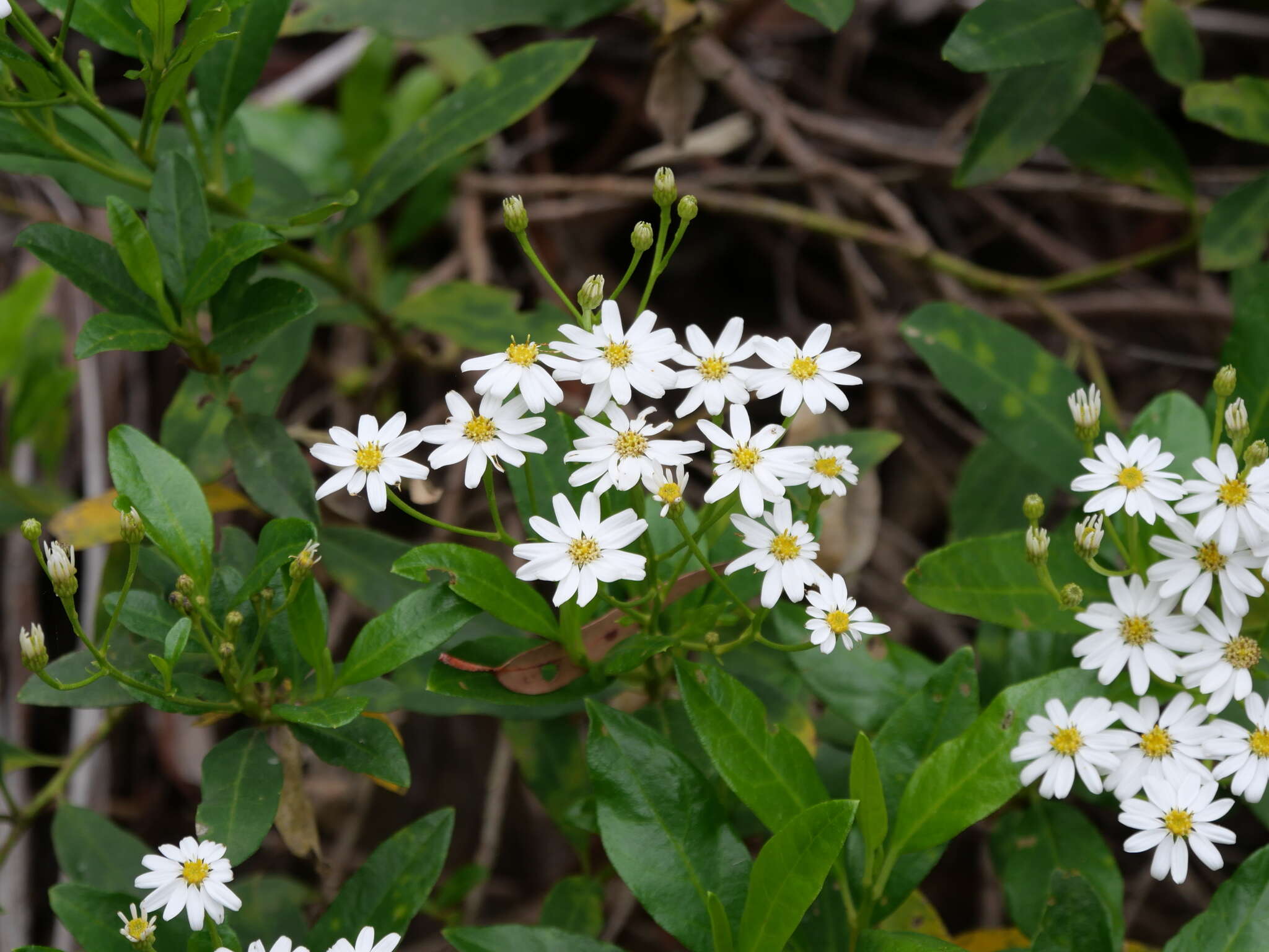 Image of Sticky daisy bush