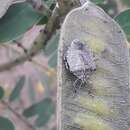 Image of Stink bug