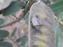 Image of Stink bug