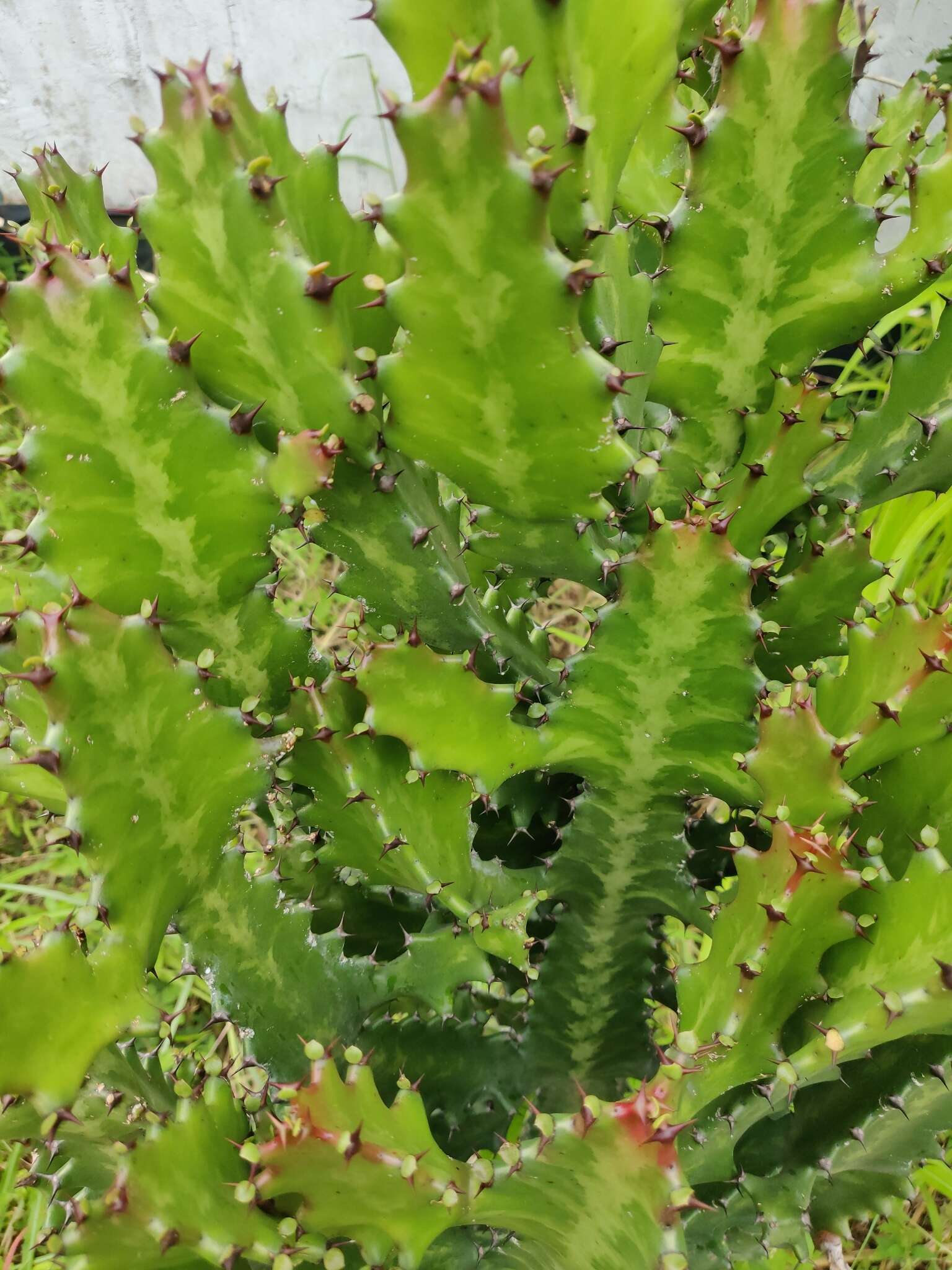 Euphorbia lactea Haw. resmi