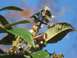 Imagem de Doxocopa laurentia Godart 1823