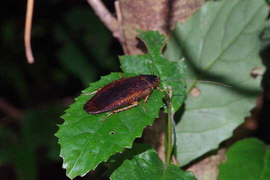 Image of Rhabdoblatta guttigera (Shiraki 1906)