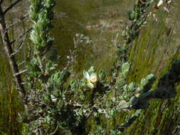 Image of Amphithalea fourcadei Compton