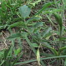 Heracleum chorodanum (Hoffm.) DC. resmi