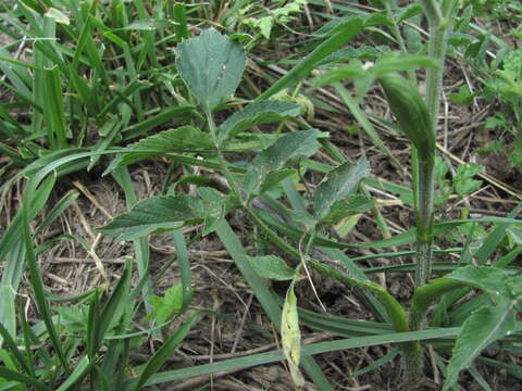 Image of Heracleum chorodanum (Hoffm.) DC.