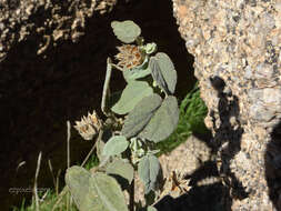 Слика од Abutilon abutiloides (Jacq.) Garcke