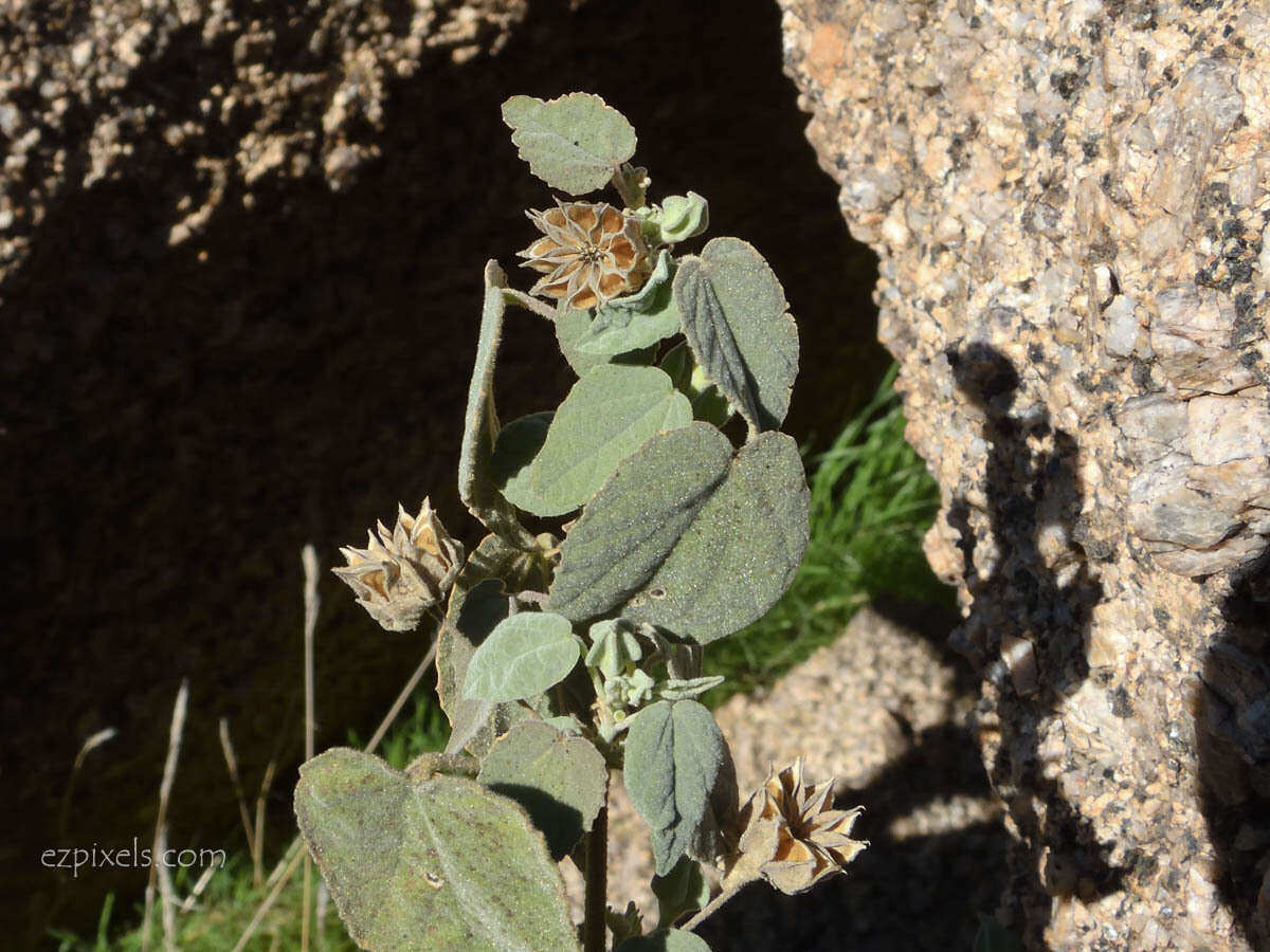 Слика од Abutilon abutiloides (Jacq.) Garcke
