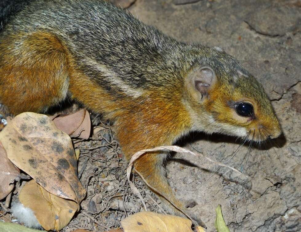 Image of Fire-footed Rope Squirrel