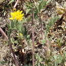 Image of Berkheya pinnatifida subsp. pinnatifida