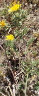 Image of Berkheya pinnatifida subsp. pinnatifida