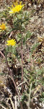 Sivun Berkheya pinnatifida subsp. pinnatifida kuva