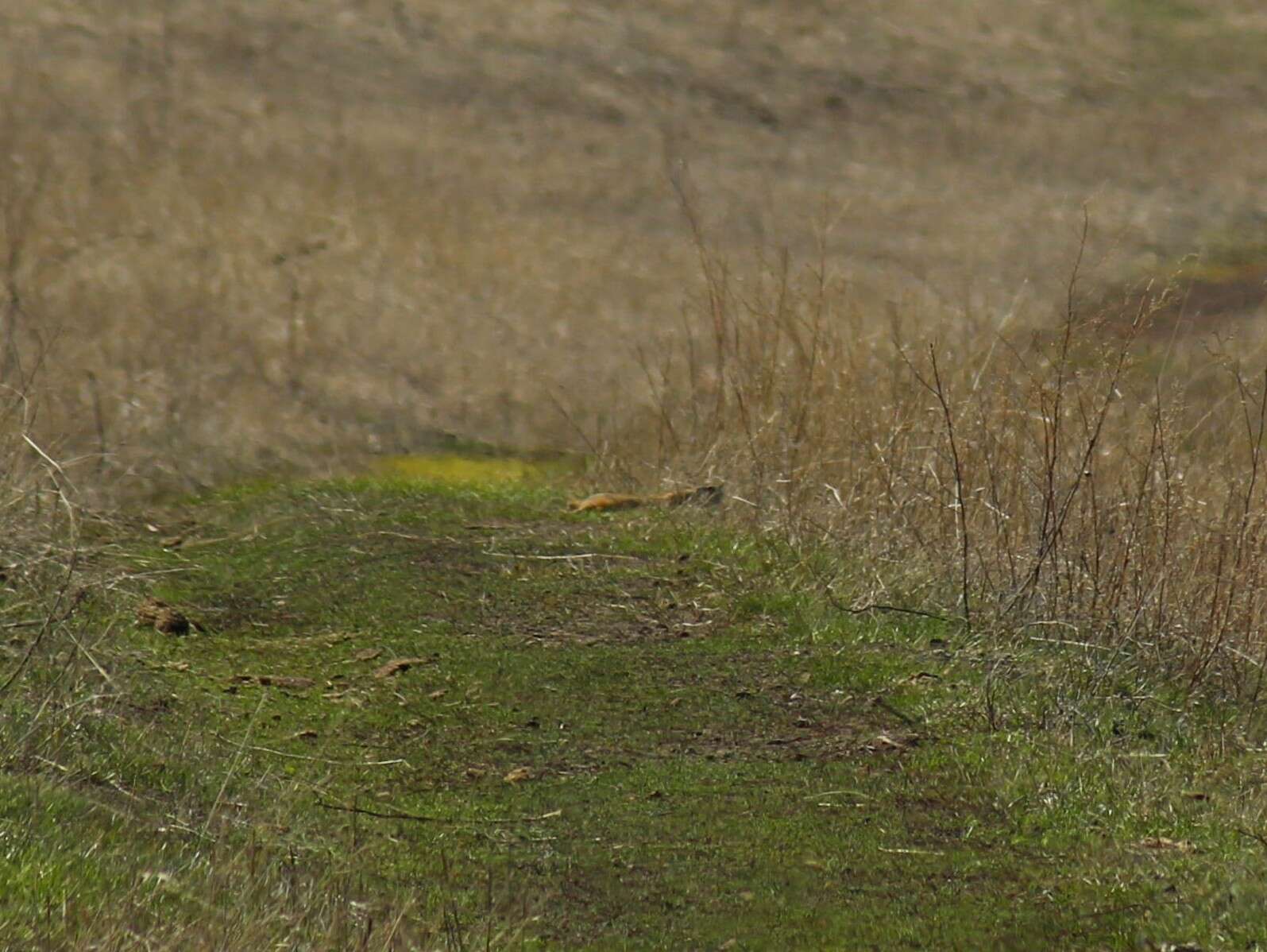 Image of Red-cheeked Ground Squirrel