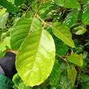 Image of Elaeocarpus stipularis Bl.