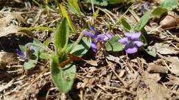 Sivun Viola sagittata var. ovata (Nutt.) Torr. & A. Gray kuva