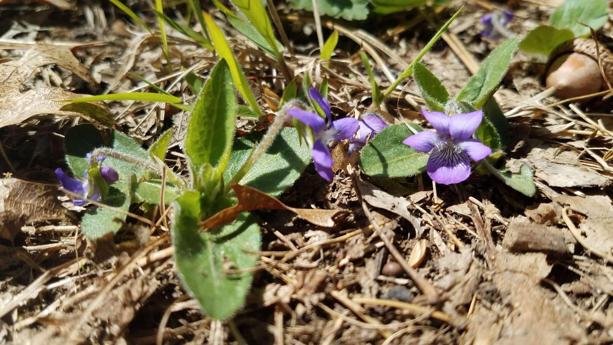 Sivun Viola sagittata var. ovata (Nutt.) Torr. & A. Gray kuva