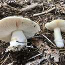 Image of Amanita alpinicola C. Cripps & J. Lindgr. 2017