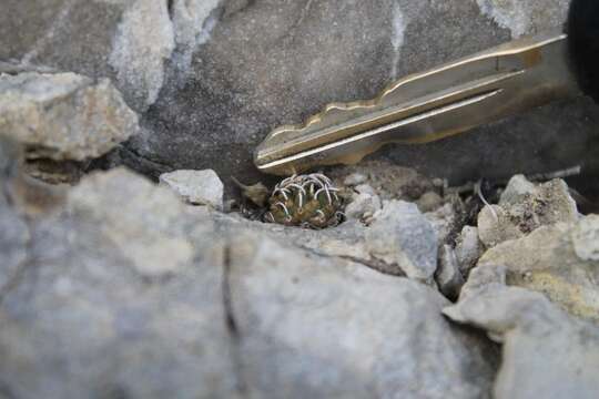 Image of Turbinicarpus schmiedickeanus subsp. andersonii Mosco