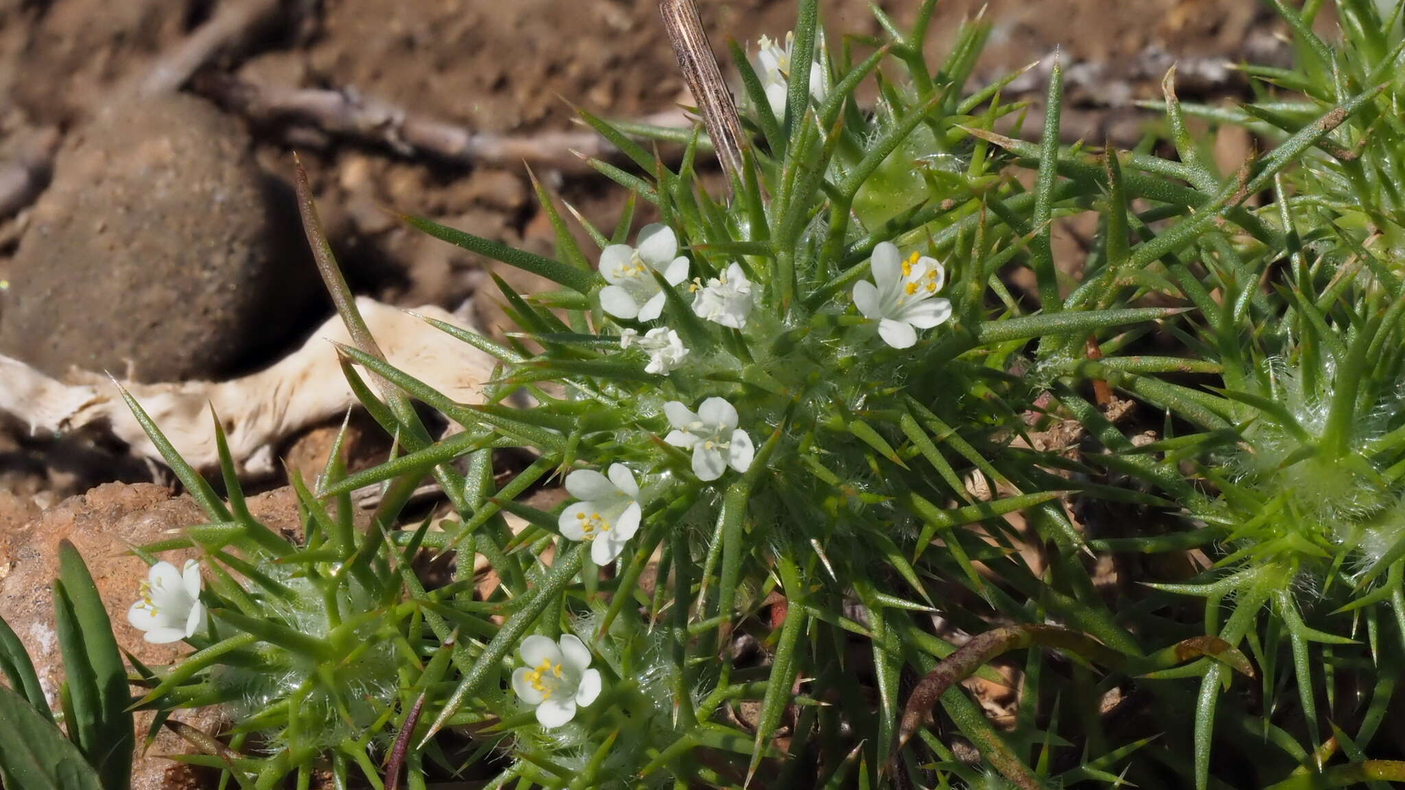 Image de Navarretia intertexta subsp. propinqua (Suksd.) A. G. Day